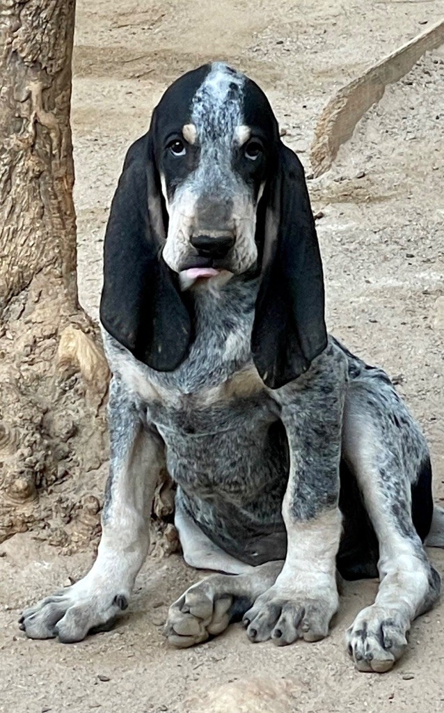 Aro des coteaux varois