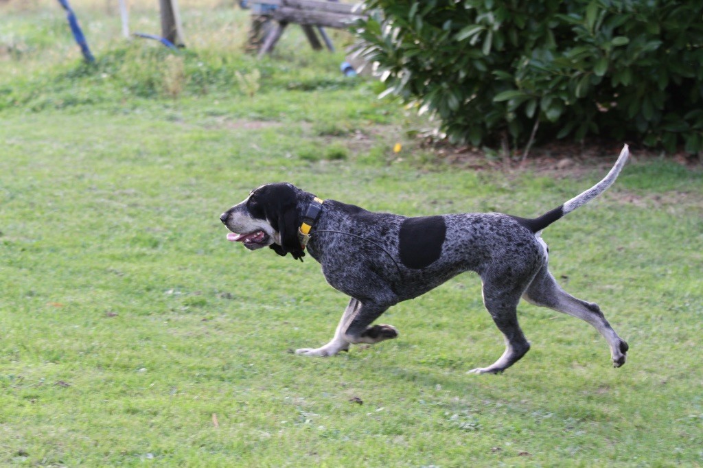 Vega du bois de preissac