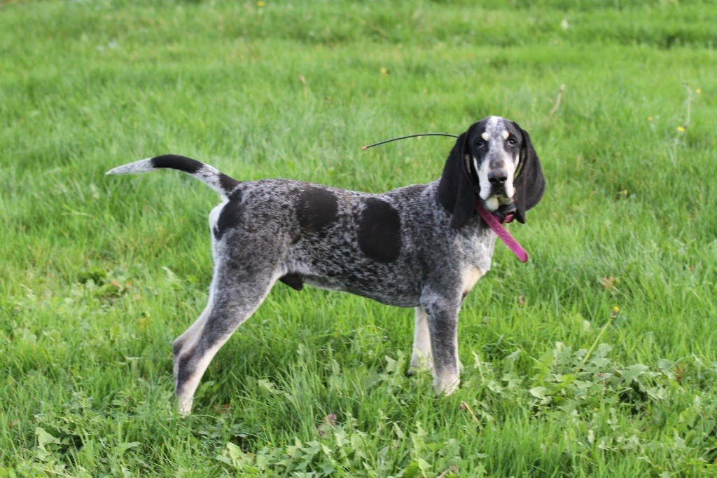 Aro des coteaux varois