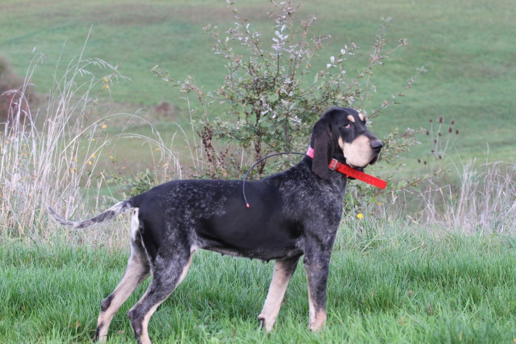 Venus des coteaux varois