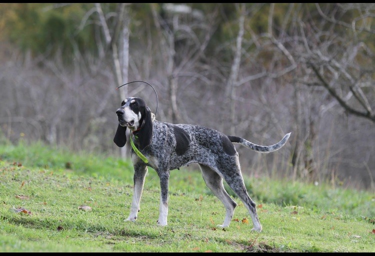 Vanille du pin noir de la goute