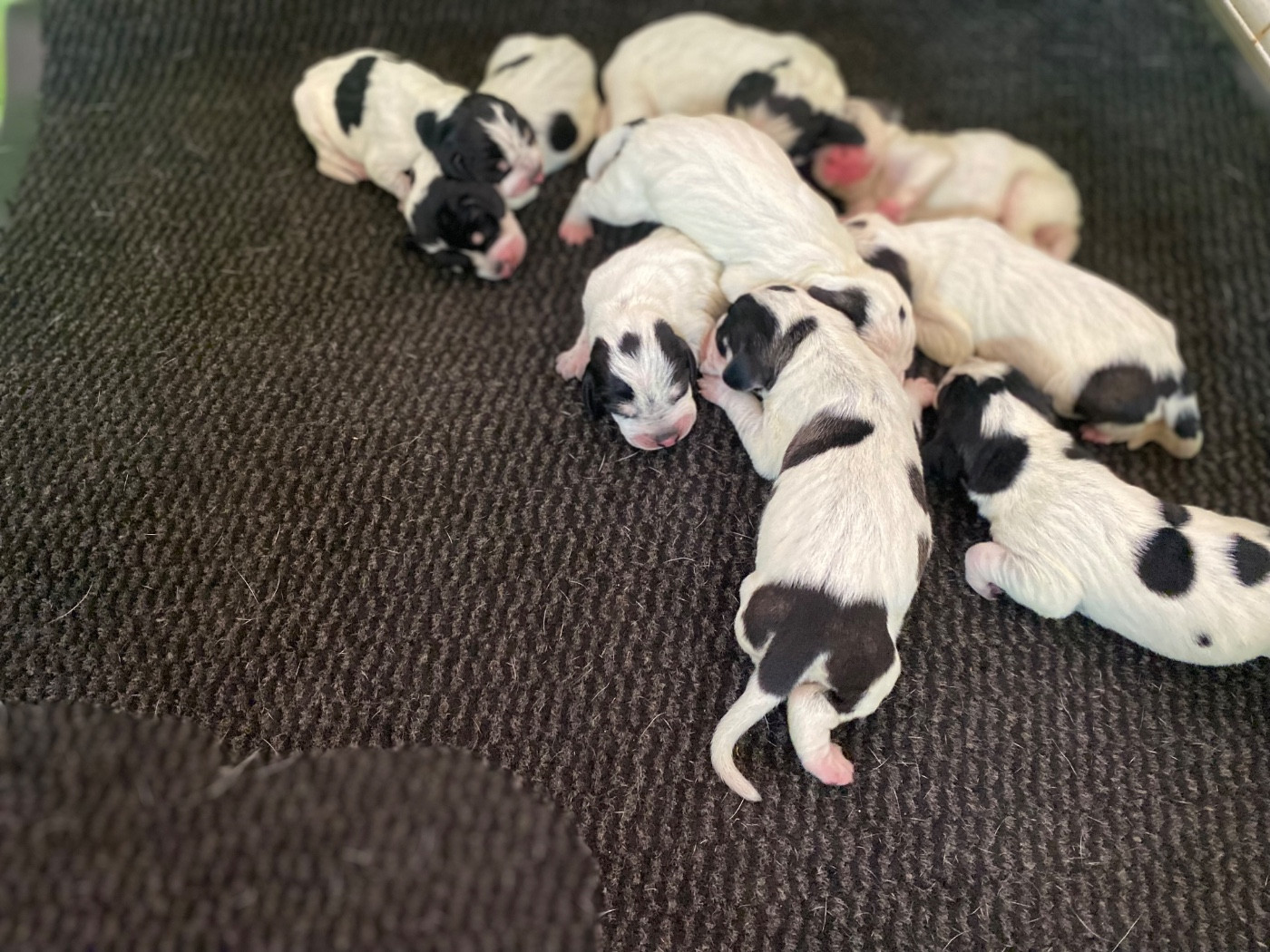 Naissance à l élevage