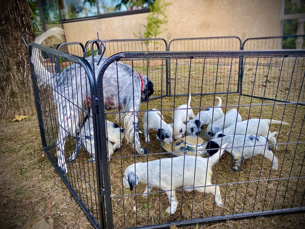 Premier repas pour les petits de Réa et Onyx 