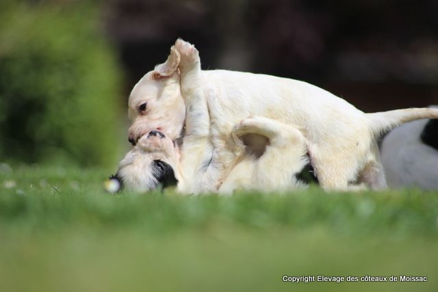 Chiots 1 mois Jazz/Luca