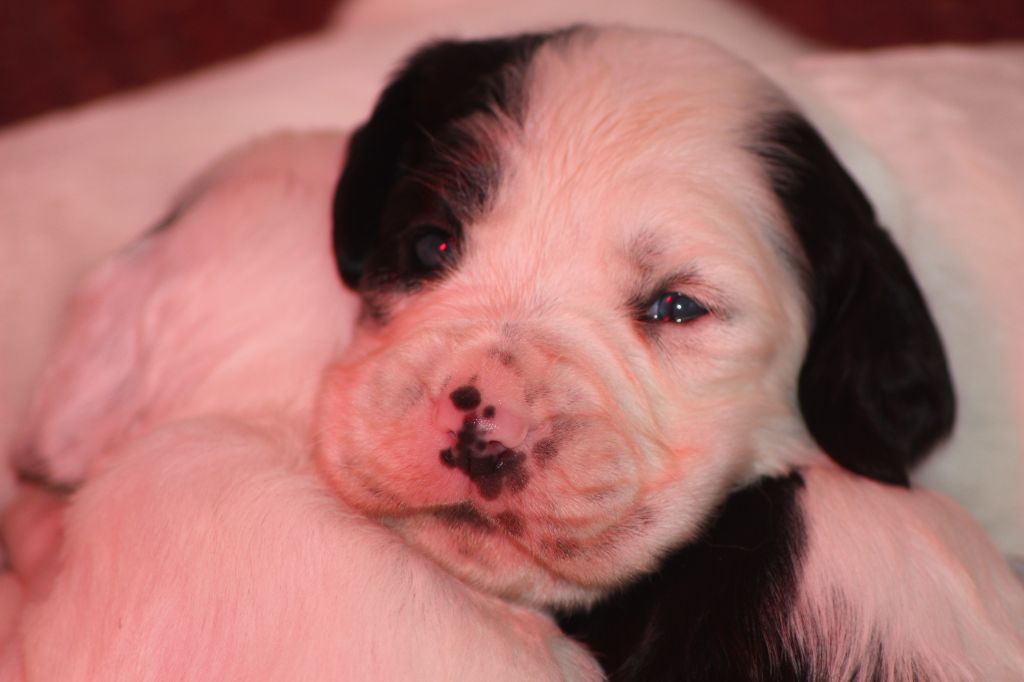 Chiots 3 semaines
